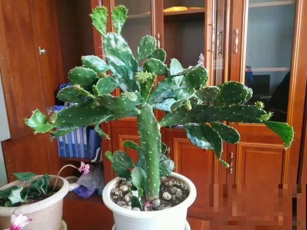 8种镇宅花,窗户边养一棵,霸气又镇宅 8种镇宅花,窗户边养一棵,霸气又镇宅