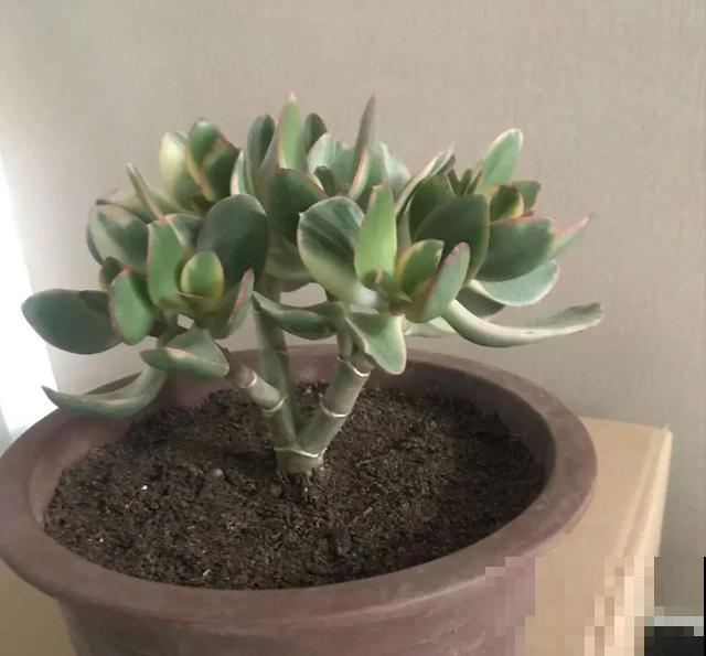 夏天潮湿闷热，一不小心花就烂根，看准时机砍掉，照样长出新叶子