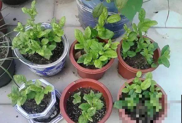 茉莉花后赶紧剪,剪完就开花,一直剪一直开! 茉莉花后赶紧剪,剪完就开花,一直剪一直开!