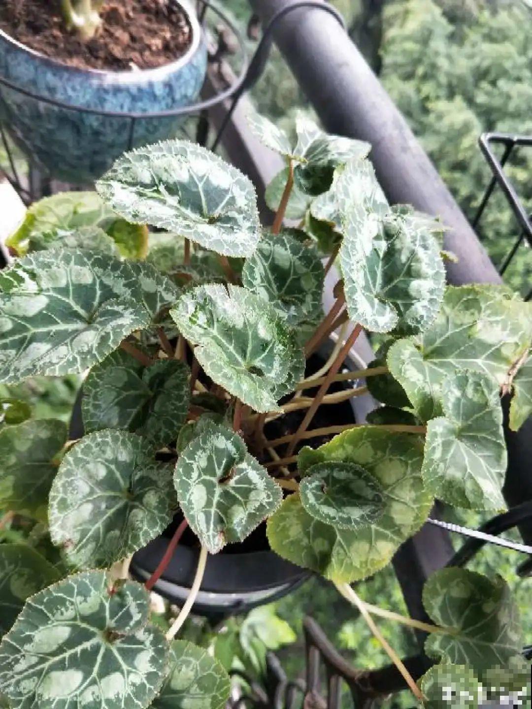 叶子唰啦全剪了，竟然冒出满盆花苞，神奇！