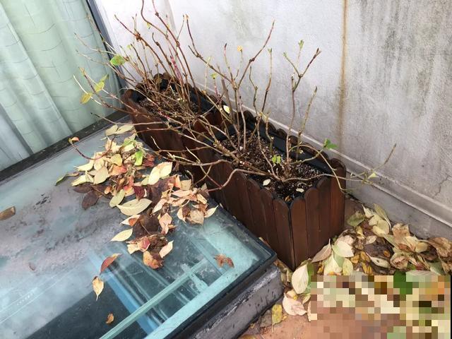 想要花园，现在就建，别等有钱！