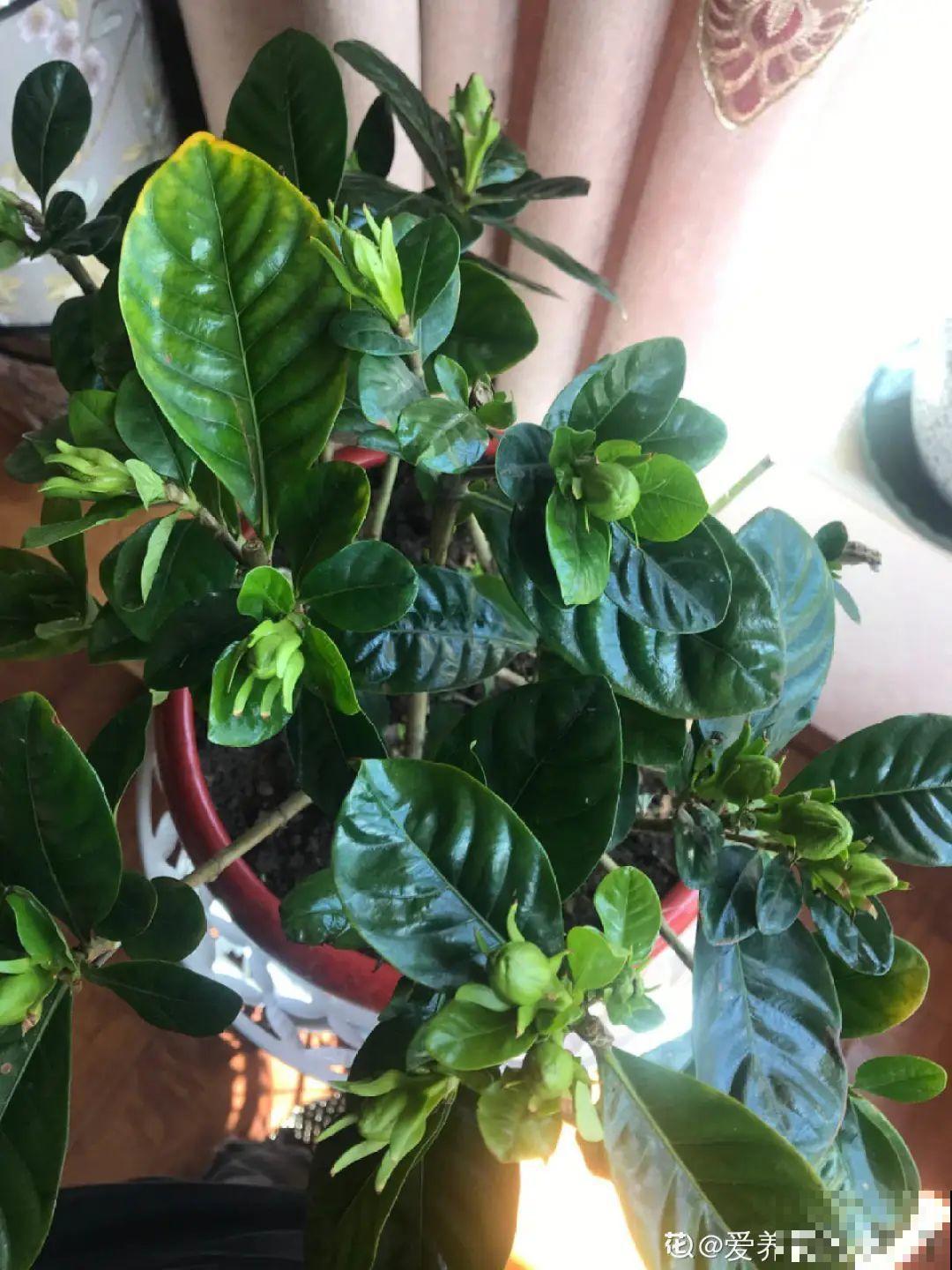 磷酸二氢钾是好东西,花黄叶掉苞,喷一喷立马变好 磷酸二氢钾是好东西,花黄叶掉苞,喷一喷立马变好