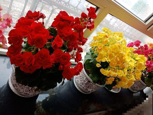 格海棠夏季容易热死,养护需要用心点,小心再也不开花! 格海棠夏季容易热死,养护需要用心点,小心再也不开花!