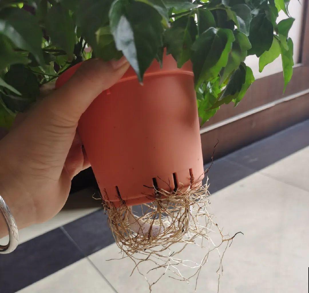 12种花,天越热越长得快,记得多浇水! 12种花,天越热越长得快,记得多浇水!