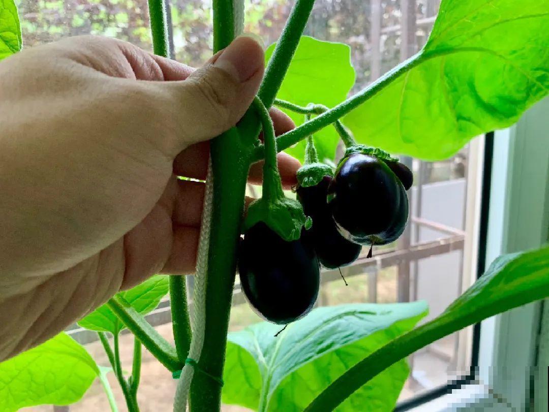 花盆里种点菜,割一茬长一茬,买菜不花钱 花盆里种点菜,割一茬长一茬,买菜不花钱