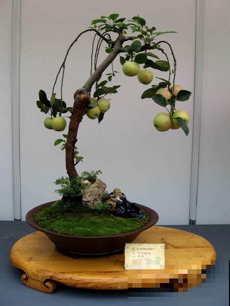 极品水果盆景,黄澄澄的果子挂满枝,太诱人了! 极品水果盆景,黄澄澄的果子挂满枝,太诱人了!