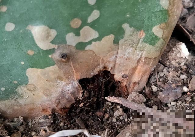 夏天潮湿闷热，一不小心花就烂根，看准时机砍掉，照样长出新叶子