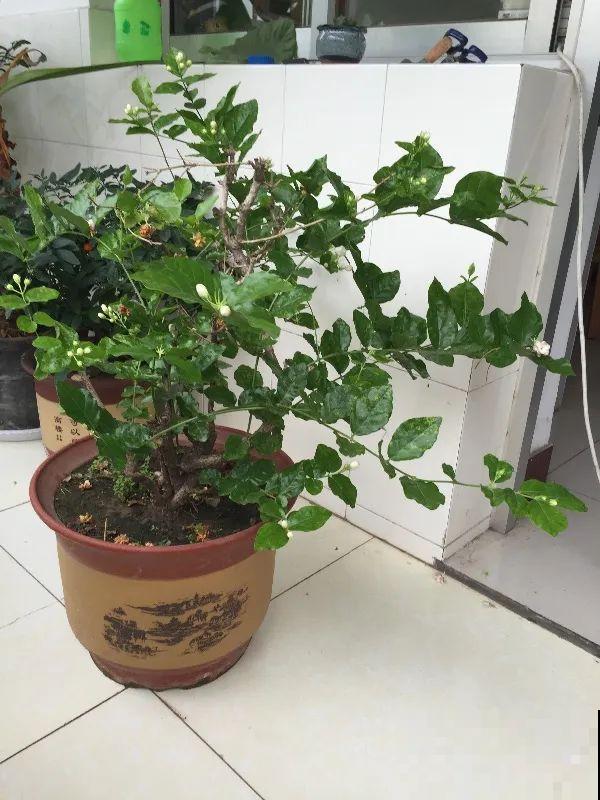 茉莉花后赶紧剪,剪完就开花,一直剪一直开! 茉莉花后赶紧剪,剪完就开花,一直剪一直开!