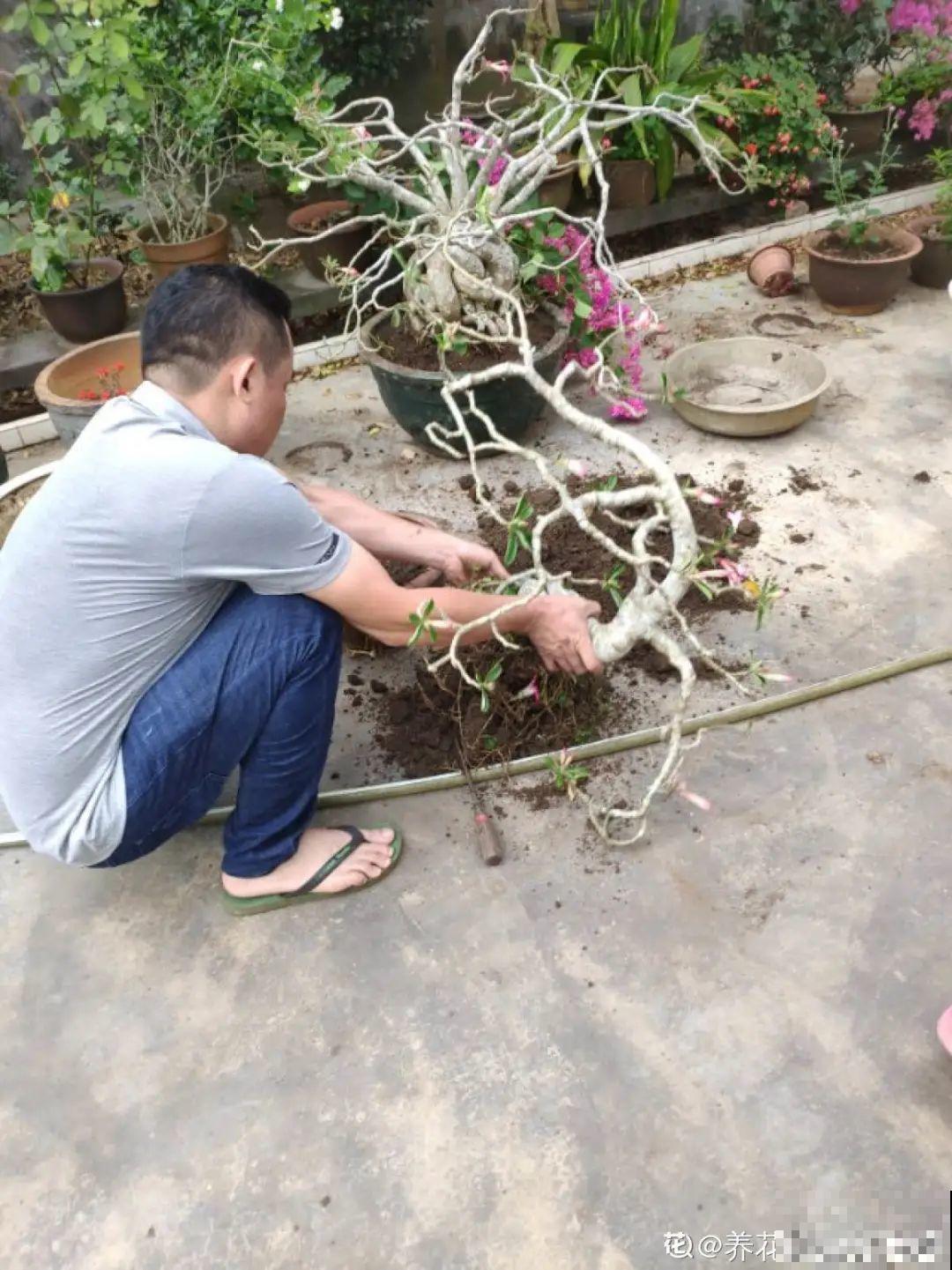 11种花夏天少浇水，否则3天就死了！