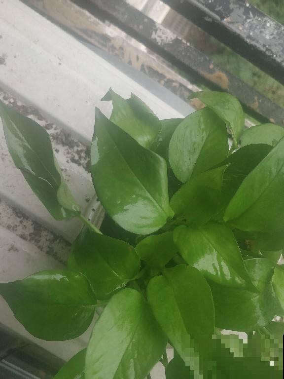 夏天养花温度高，选盆绿萝来帮忙，不管就能长很好！