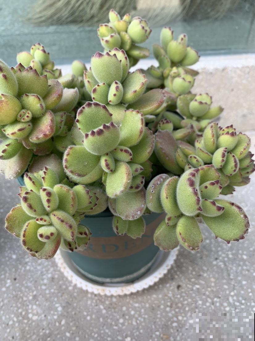 邻居养的多肉长成小树,价格翻倍,谁见了都喜欢 邻居养的多肉长成小树,价格翻倍,谁见了都喜欢