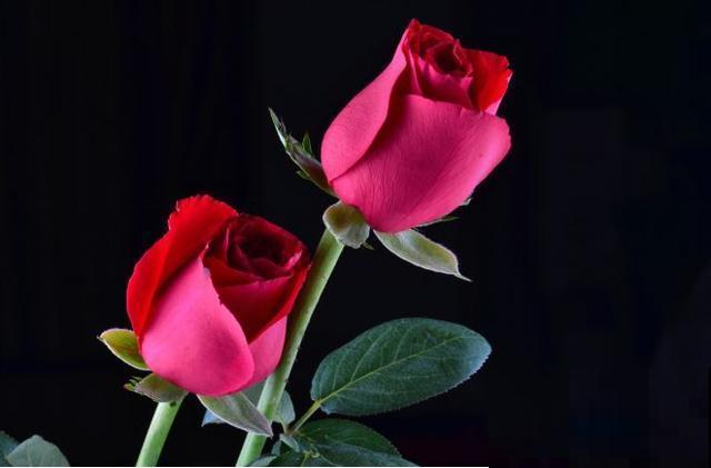 30首与花有关的老歌，满满的回忆，每一首都很经典！