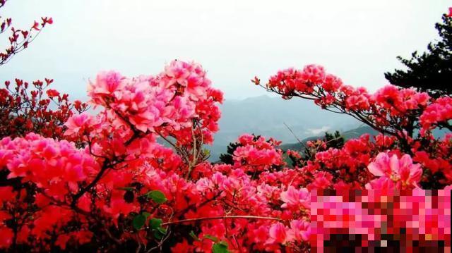 30首与花有关的老歌，满满的回忆，每一首都很经典！