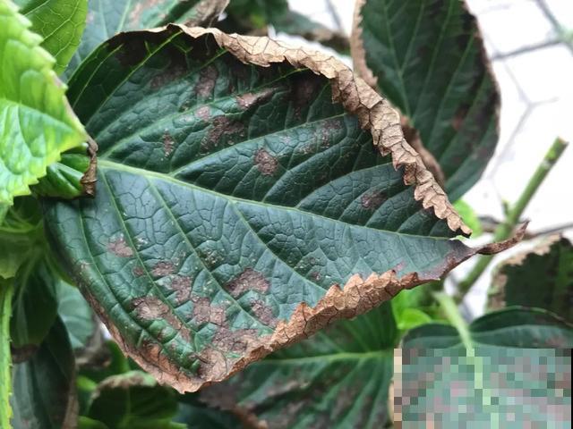 花出现黄叶打蔫，千万别扔，还能救回来！