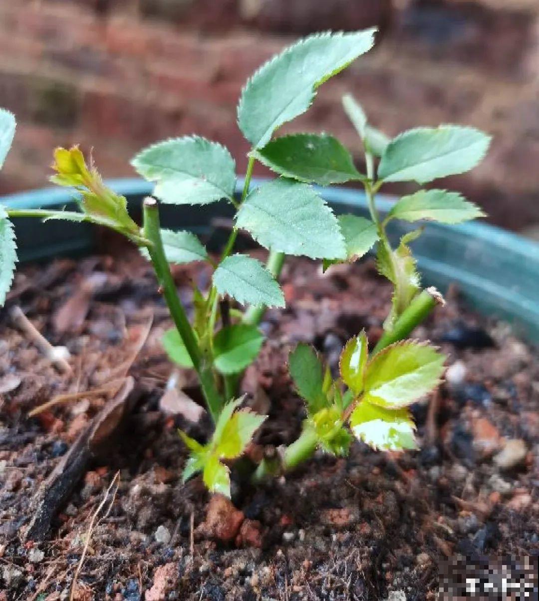 10种花,现在赶紧扦插,随便插土里就能活 10种花,现在赶紧扦插,随便插土里就能活