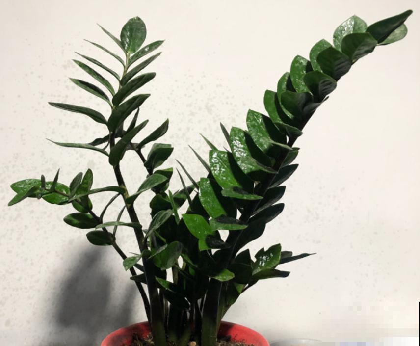 这花最怕乱浇水,一浇就黄叶烂根,不浇反而冒侧芽! 这花最怕乱浇水,一浇就黄叶烂根,不浇反而冒侧芽!