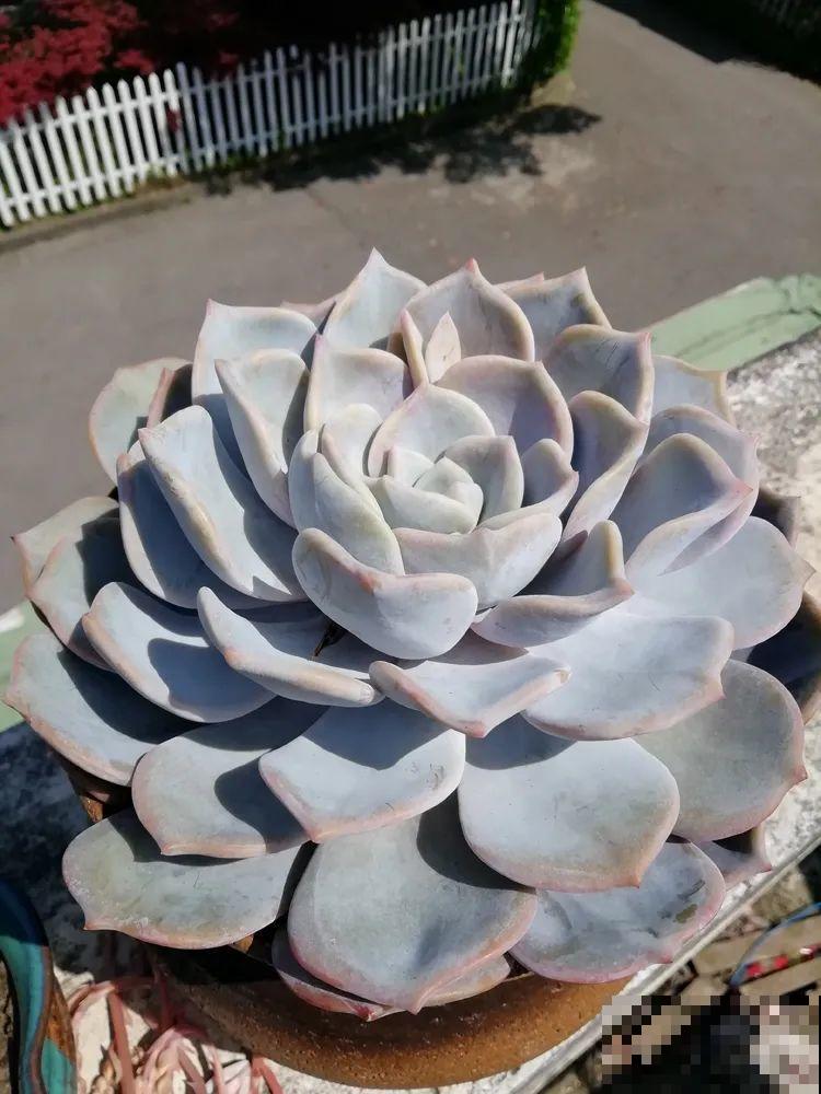 花也能成精，养成巨无霸，一次开花50朵，比小孩还高！