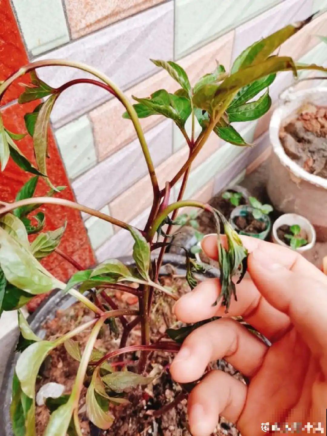 夏天养花,这个地方千万别摆,否则3天死翘翘! 夏天养花,这个地方千万别摆,否则3天死翘翘!