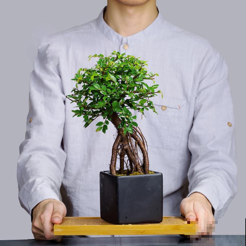 7种花，就得小盆养，盆越小水越少，长得更快