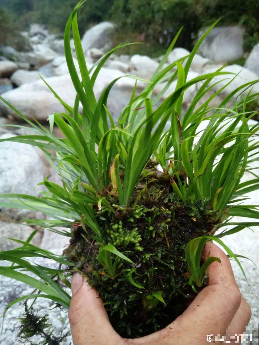 7种花就是饮水机,一天不喝水,叶子全瘪了! 7种花就是饮水机,一天不喝水,叶子全瘪了!