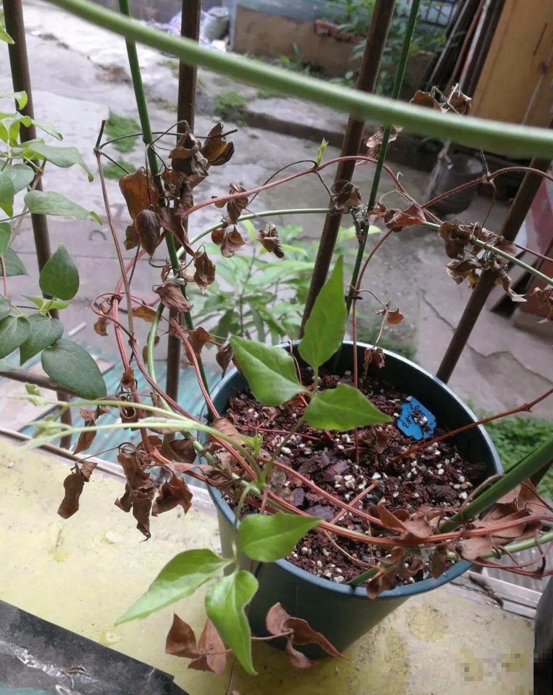 夏天花卉叶子哗哗掉,赶紧遮阴,不然掉成光杆司令 夏天花卉叶子哗哗掉,赶紧遮阴,不然掉成光杆司令