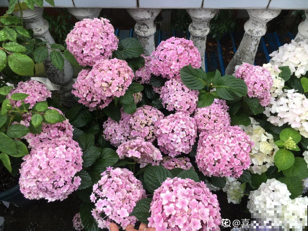 夏天养花,这个地方千万别摆,否则3天死翘翘! 夏天养花,这个地方千万别摆,否则3天死翘翘!