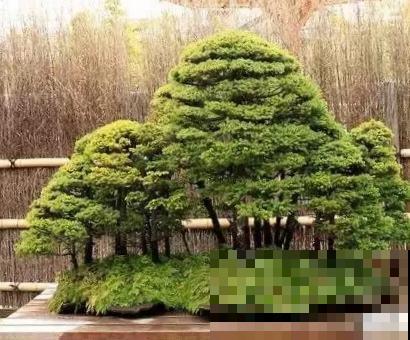 想养出高级盆景,技巧别忘了安排上,夏天尤其要多注意! 想养出高级盆景,技巧别忘了安排上,夏天尤其要多注意!