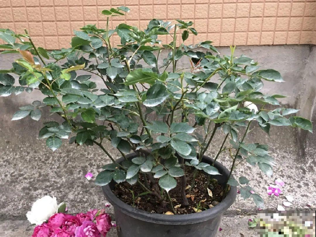 修剪时间到了，有这花赶紧剪，剪完很快又开花！