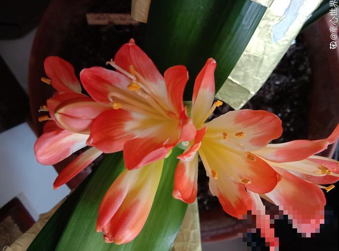 君子兰夹箭不开花,找根棉签擦一下,花箭立马钻出来! 君子兰夹箭不开花,找根棉签擦一下,花箭立马钻出来!