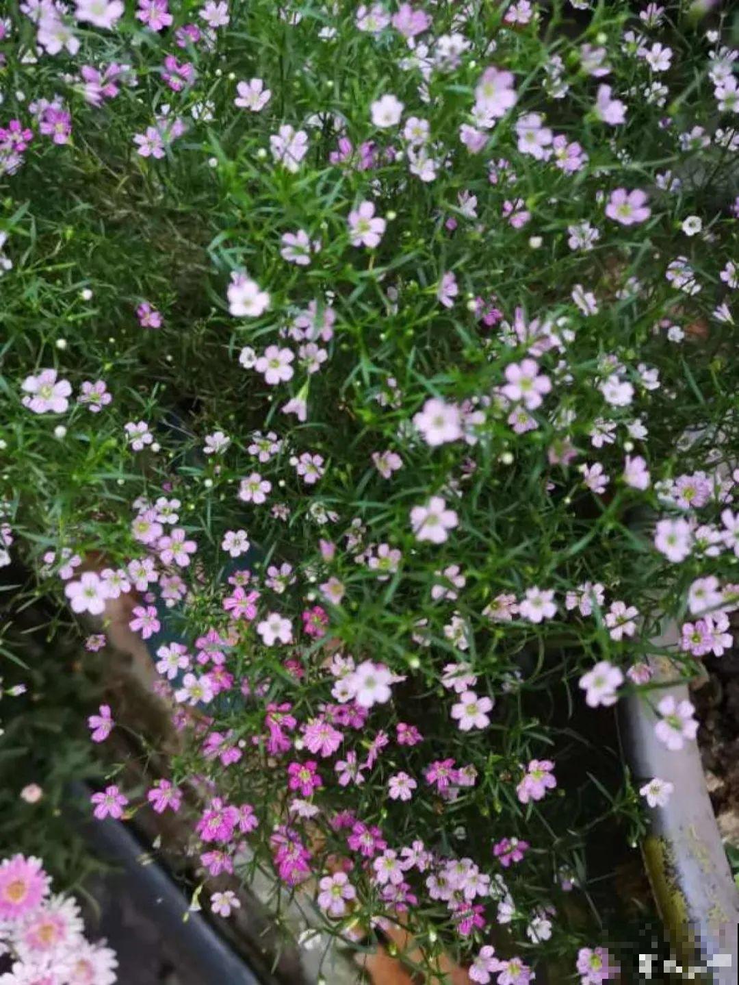 12种花，适合夹缝里养，不占地儿、开花最多！
