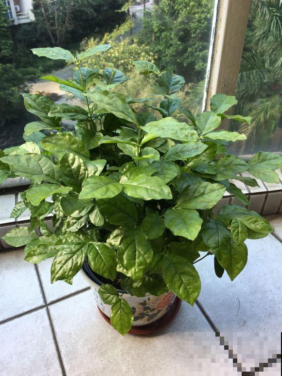 晒不死的3种花，一晒就冒花苞，一缺光就徒长！