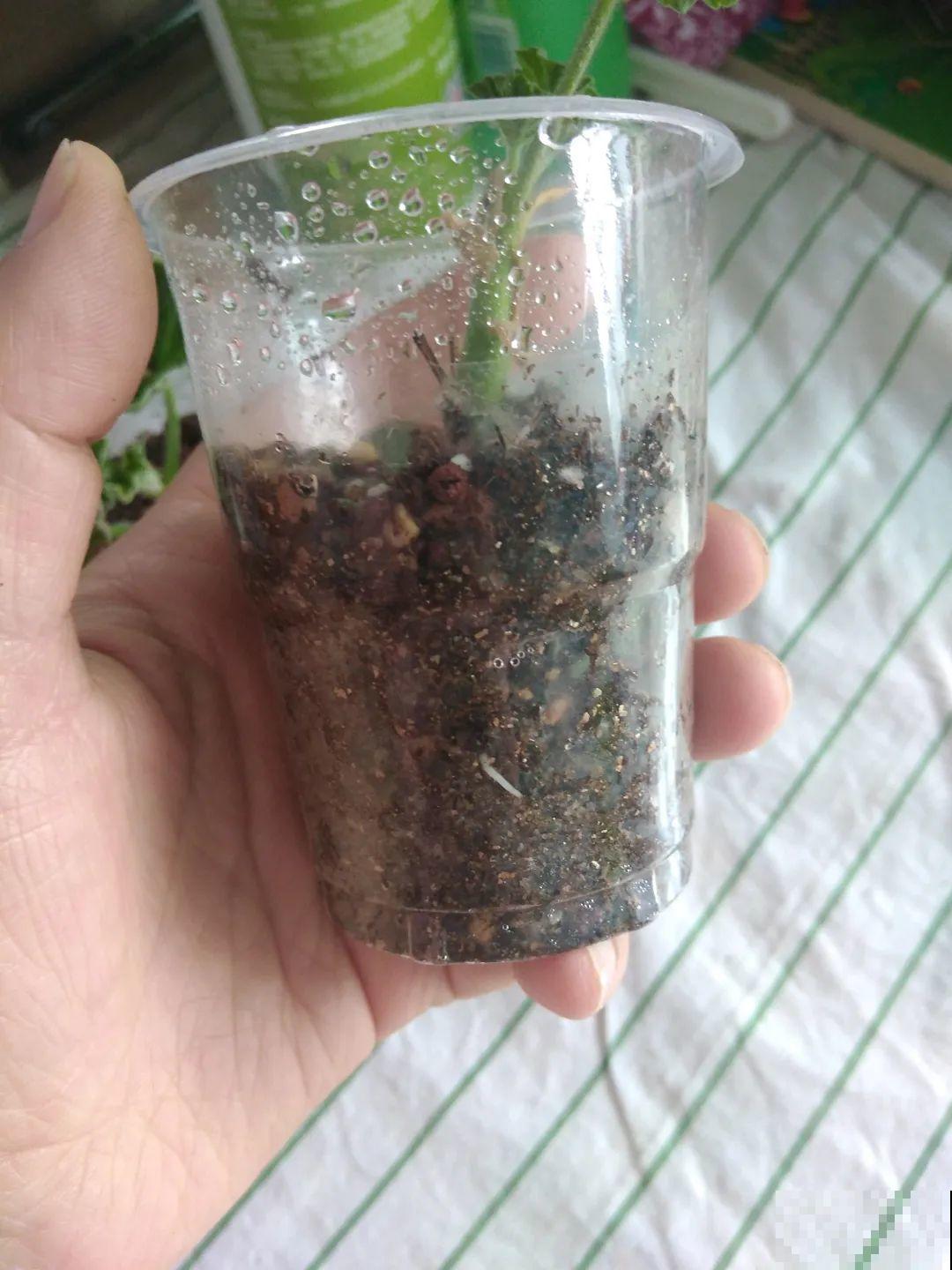 3种花掐个枝就能养，一周内就生根，省下一大笔买花钱