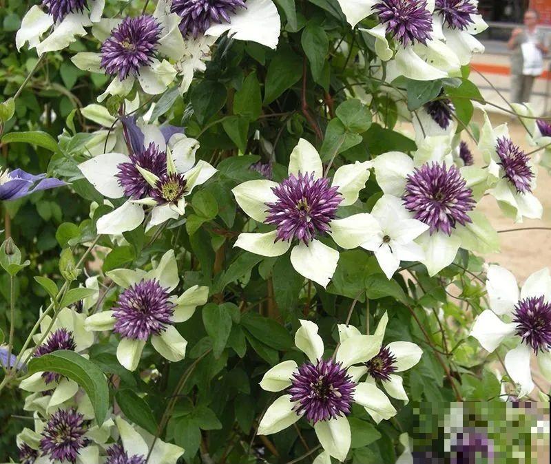 绣球马上剪，下个月就晚了，错过明年不开花