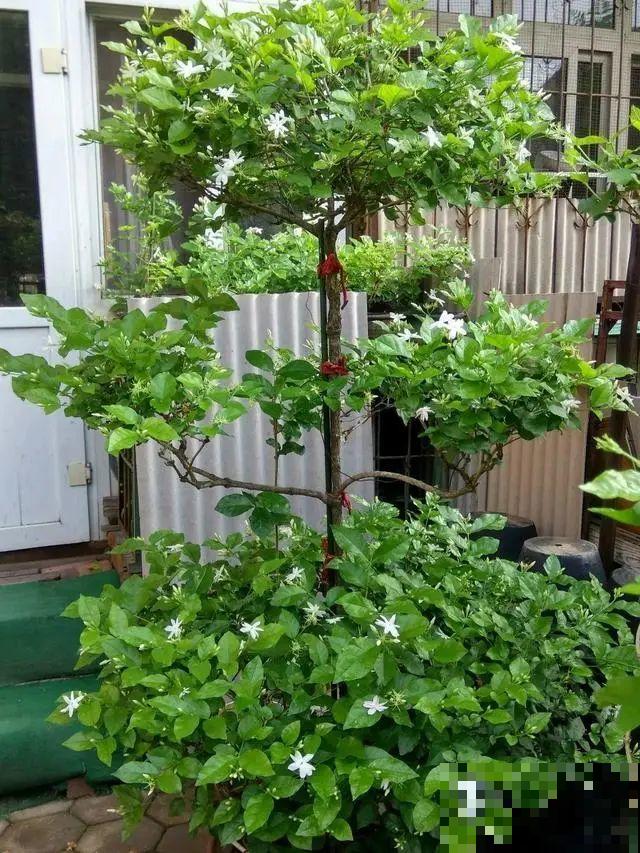 花也能成精，养成巨无霸，一次开花50朵，比小孩还高！