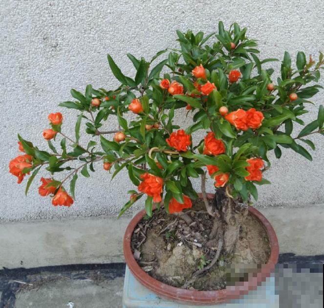 家里种一棵石榴树,开花红红火火,寓意特别好! 家里种一棵石榴树,开花红红火火,寓意特别好!