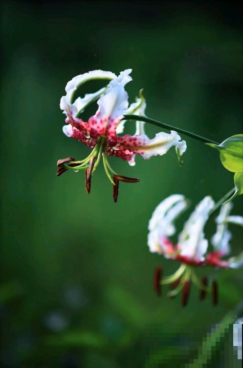 百合花品种那么多,这些中国原生百合,你见过几种? 百合花品种那么多,这些中国原生百合,你见过几种?