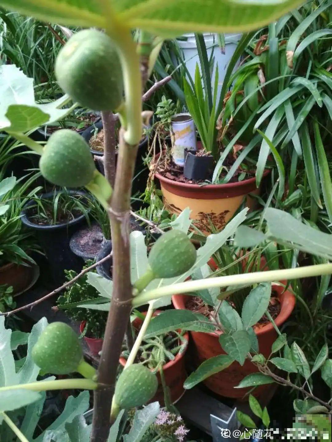 家里养棵桑葚，夏天结果满树都是，咬一口甘甜美味！
