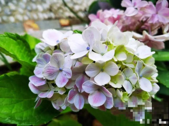 夏天花会休眠,别施肥,否则都毒死了 夏天花会休眠,别施肥,否则都毒死了