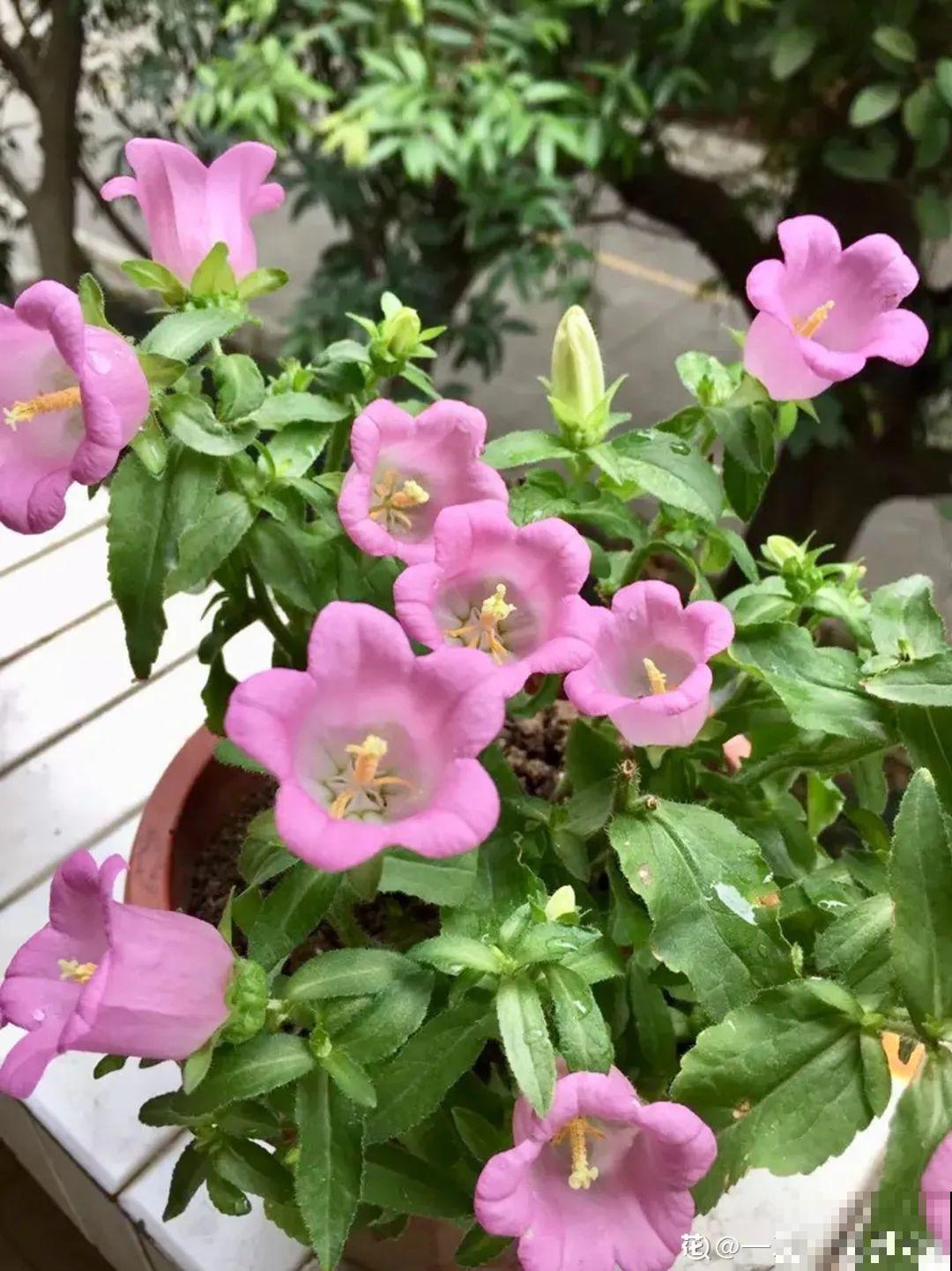 12种花，适合夹缝里养，不占地儿、开花最多！