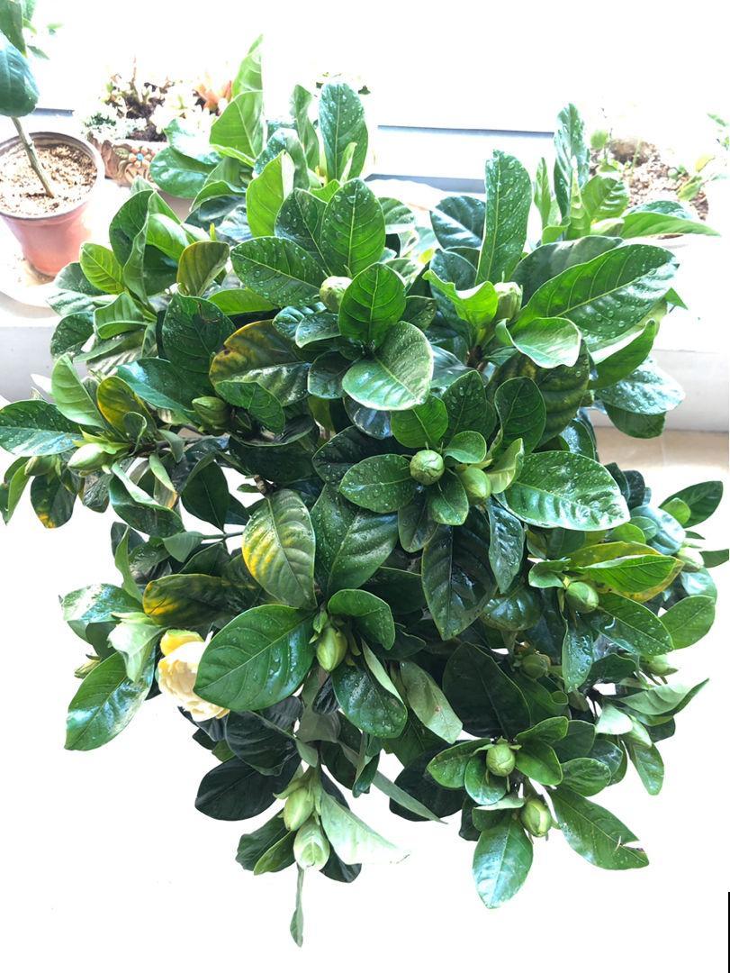 土里撒点粉末,碱性变酸性,花朵蹭蹭开不黄叶 土里撒点粉末,碱性变酸性,花朵蹭蹭开不黄叶