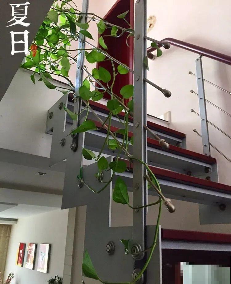 绿萝入夏就疯长，一个月不见，爬得满墙都是！