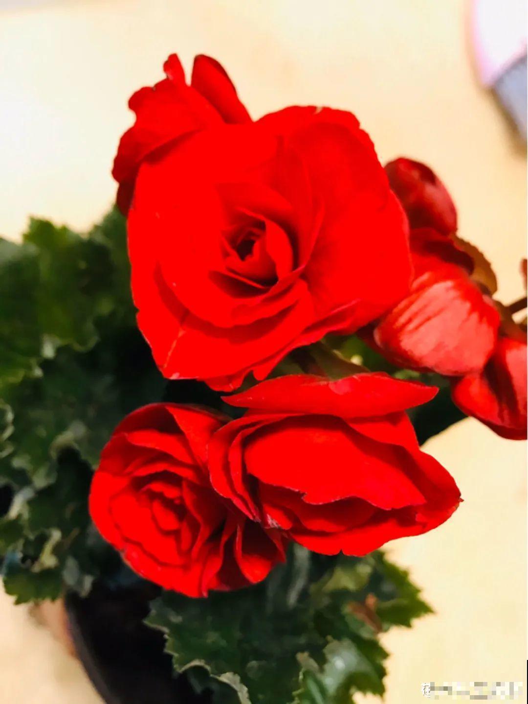 6种花天一热就死,现在别买了,简直浪费钱! 6种花天一热就死,现在别买了,简直浪费钱!