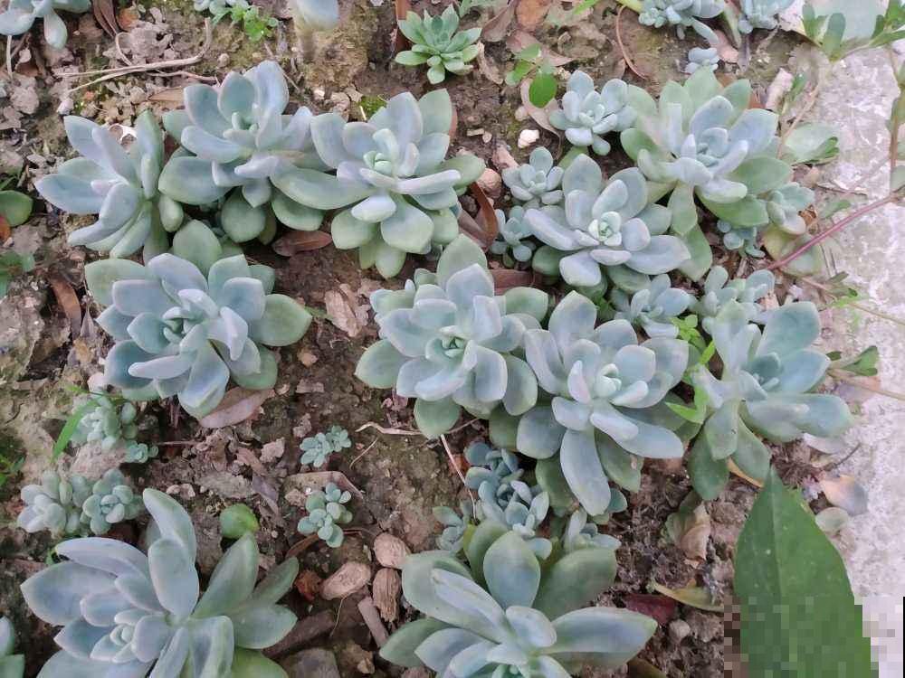 多肉夏天易出问题,注意这几点,安心度夏无压力 多肉夏天易出问题,注意这几点,安心度夏无压力