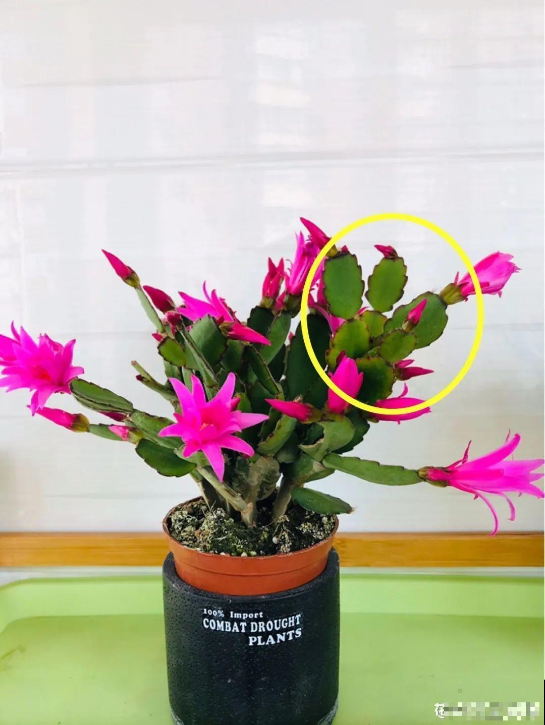 1种花，名叫假昙花，开花上百朵，美翻了