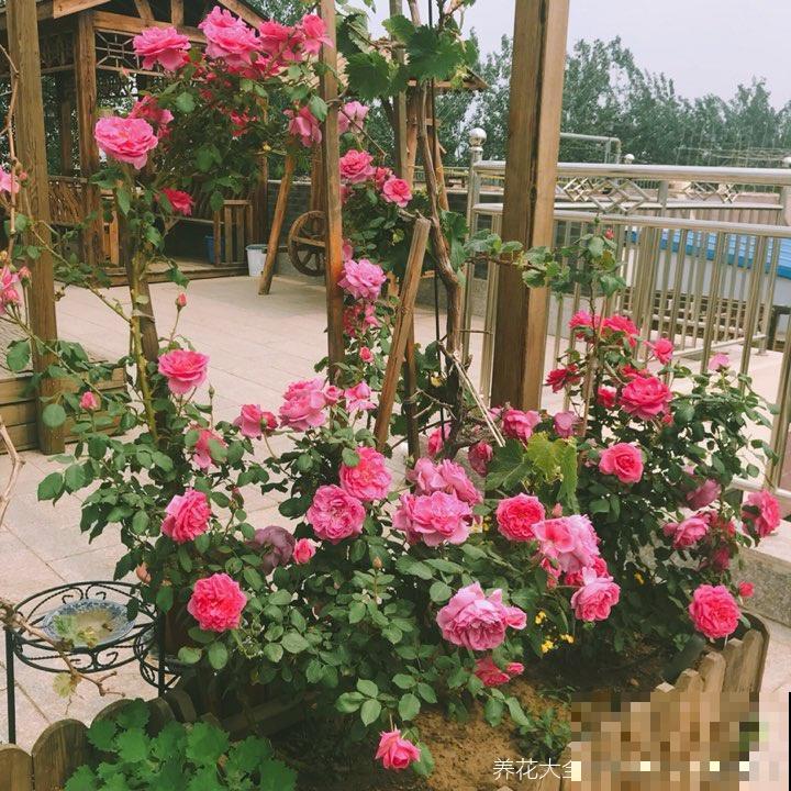 爬藤植物夏天养护有技巧，枝叶壮实油绿，开花宛若花海！