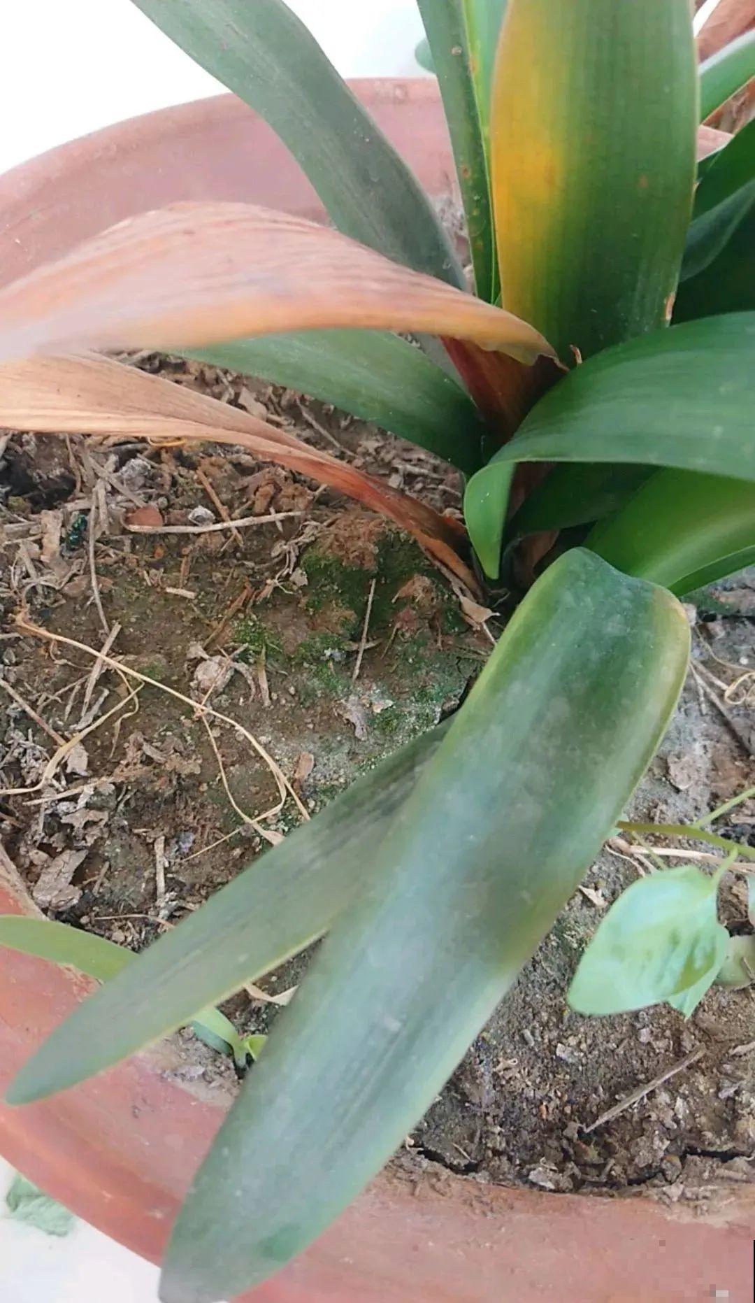 7种花会伪装，夏天会假死，好好养护秋天还能活