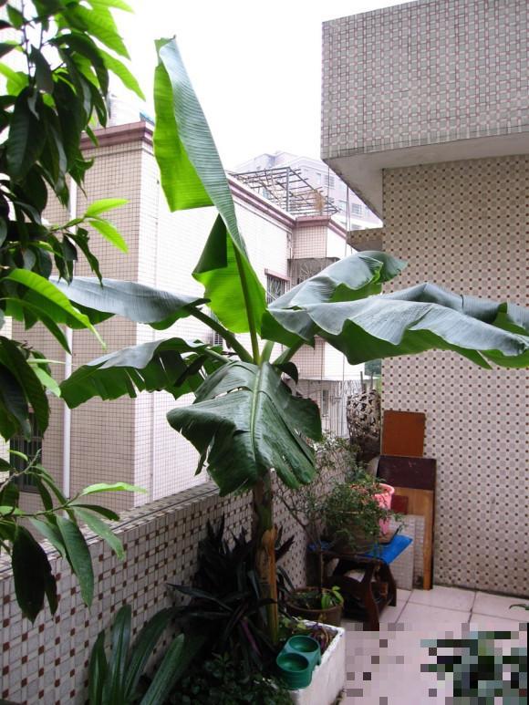 他租了个天台建花园，每日种菜养花，辛苦却很满足！