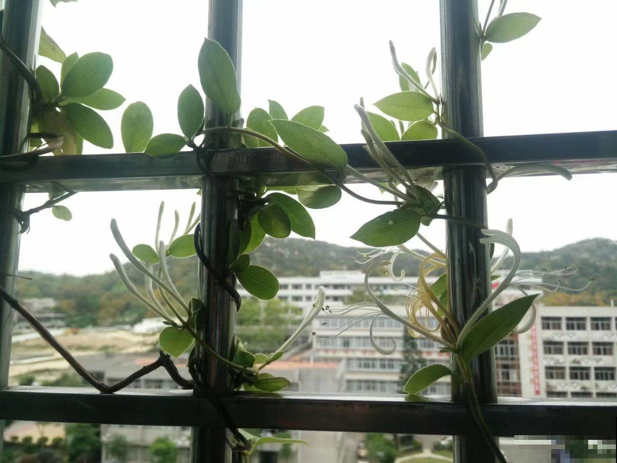 爬藤植物夏天养护有技巧，枝叶壮实油绿，开花宛若花海！