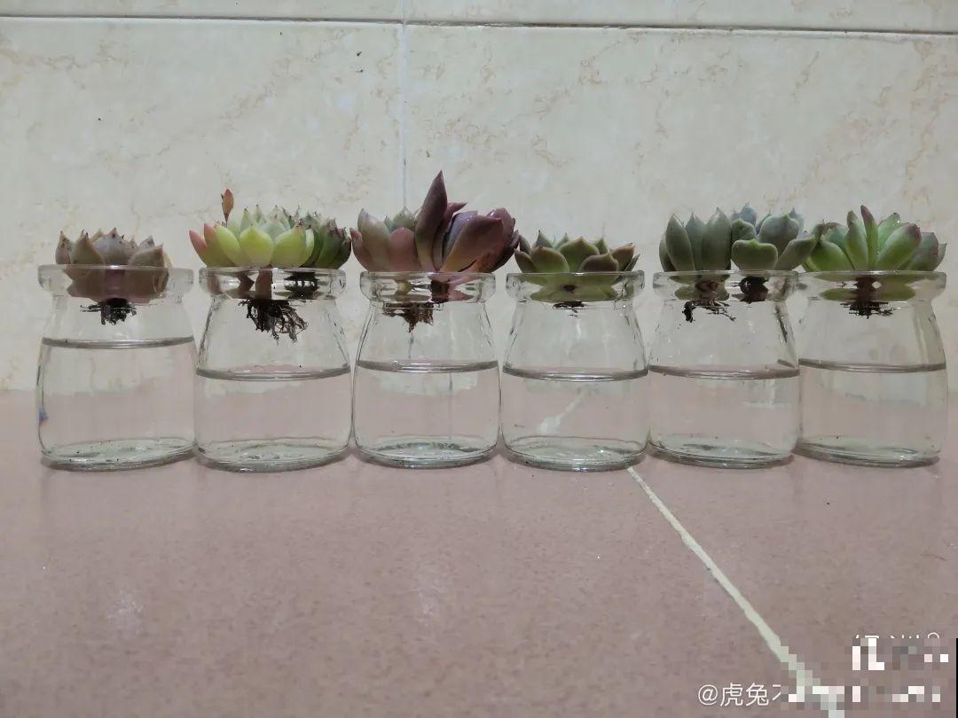 6种常见小东西，往水里一加，养花再也不烂根