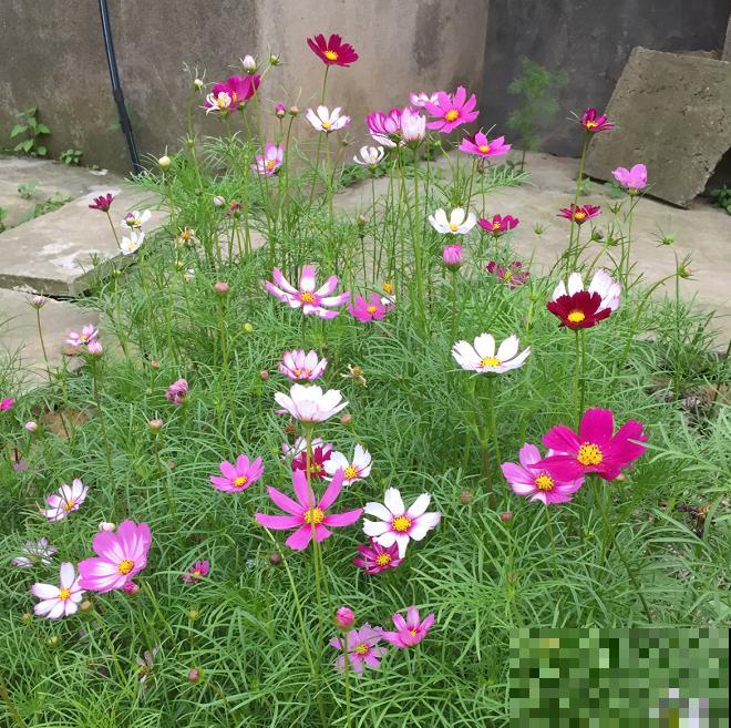 富有童话色彩的5种花，最适合小孩子养，开开心心无忧无虑！
